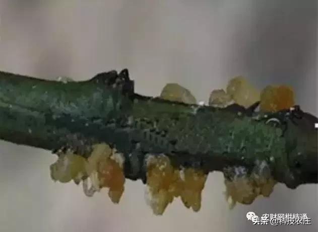 8月份果树植保管理技术要点,8月不努力9月徒伤悲