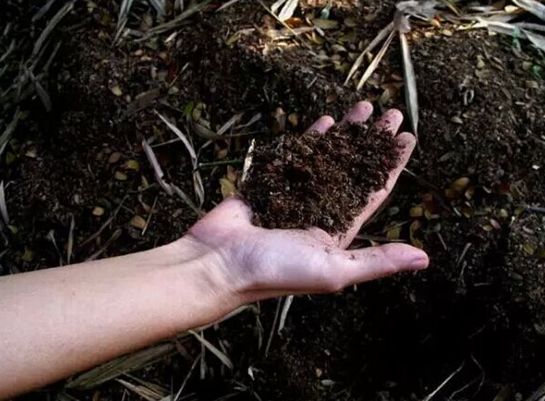 生物菌肥的最佳使用方法,生物菌肥的用途与病虫害的防治