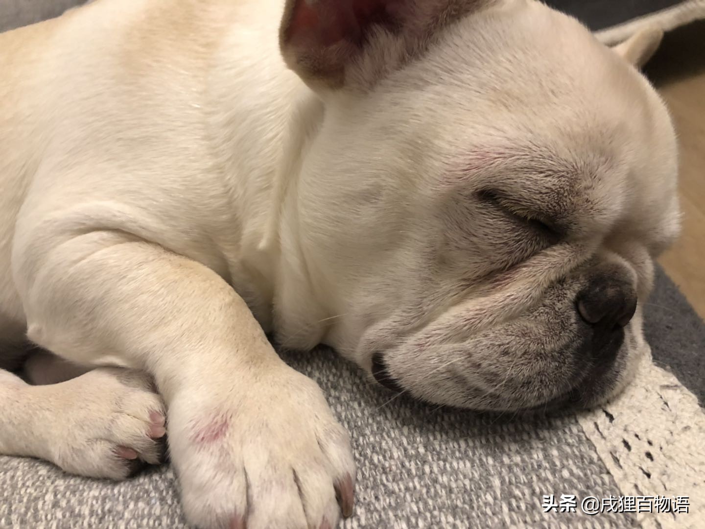 养法斗注意避坑,养法斗家里臭不臭