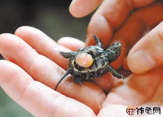 小乌龟的成长记,小乌龟的饲养日记