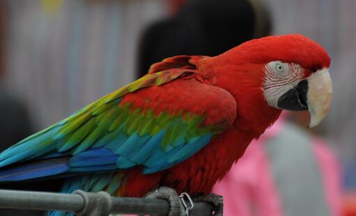 最大的金刚鹦鹉有多大,最大的鹦鹉金刚鹦鹉