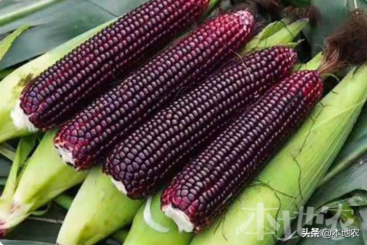 健康营养的黑糯玉米,黑糯玉米网红