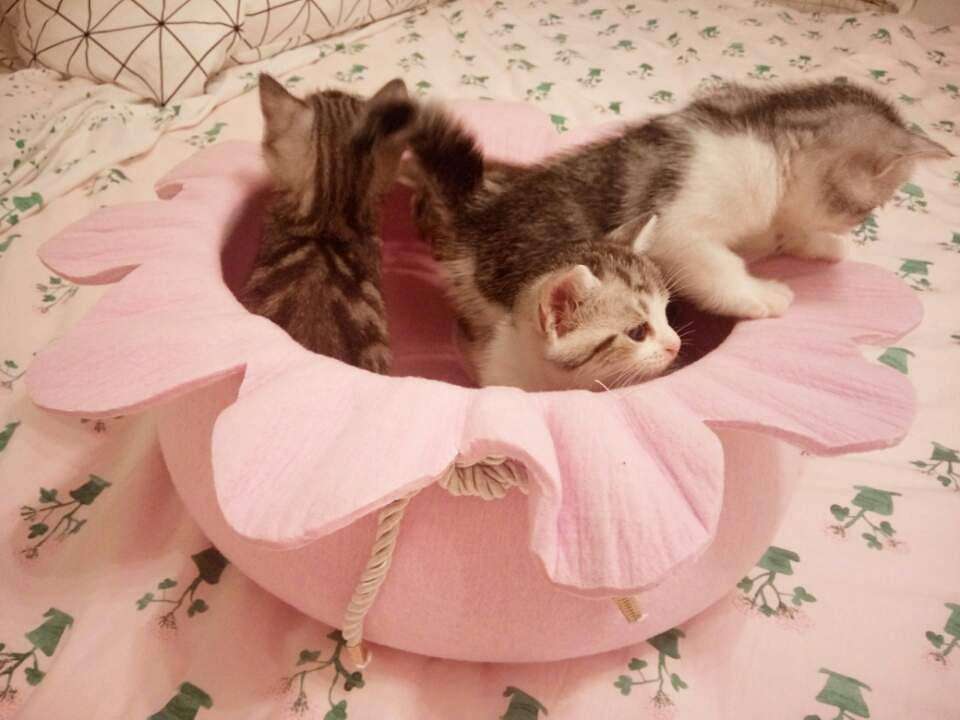猫最好用什么猫窝,各种猫窝的视频大全