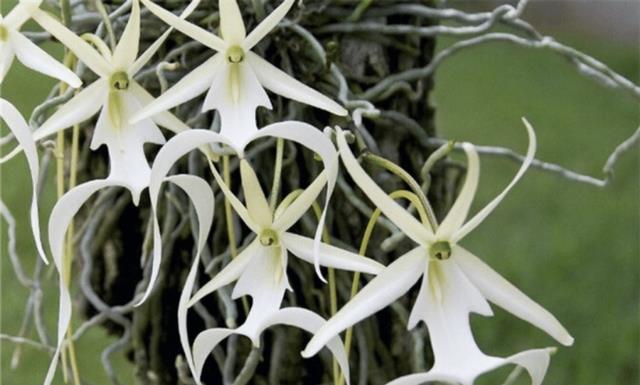 喜马拉雅山上发现神秘物质,鬼兰喜马拉雅价格