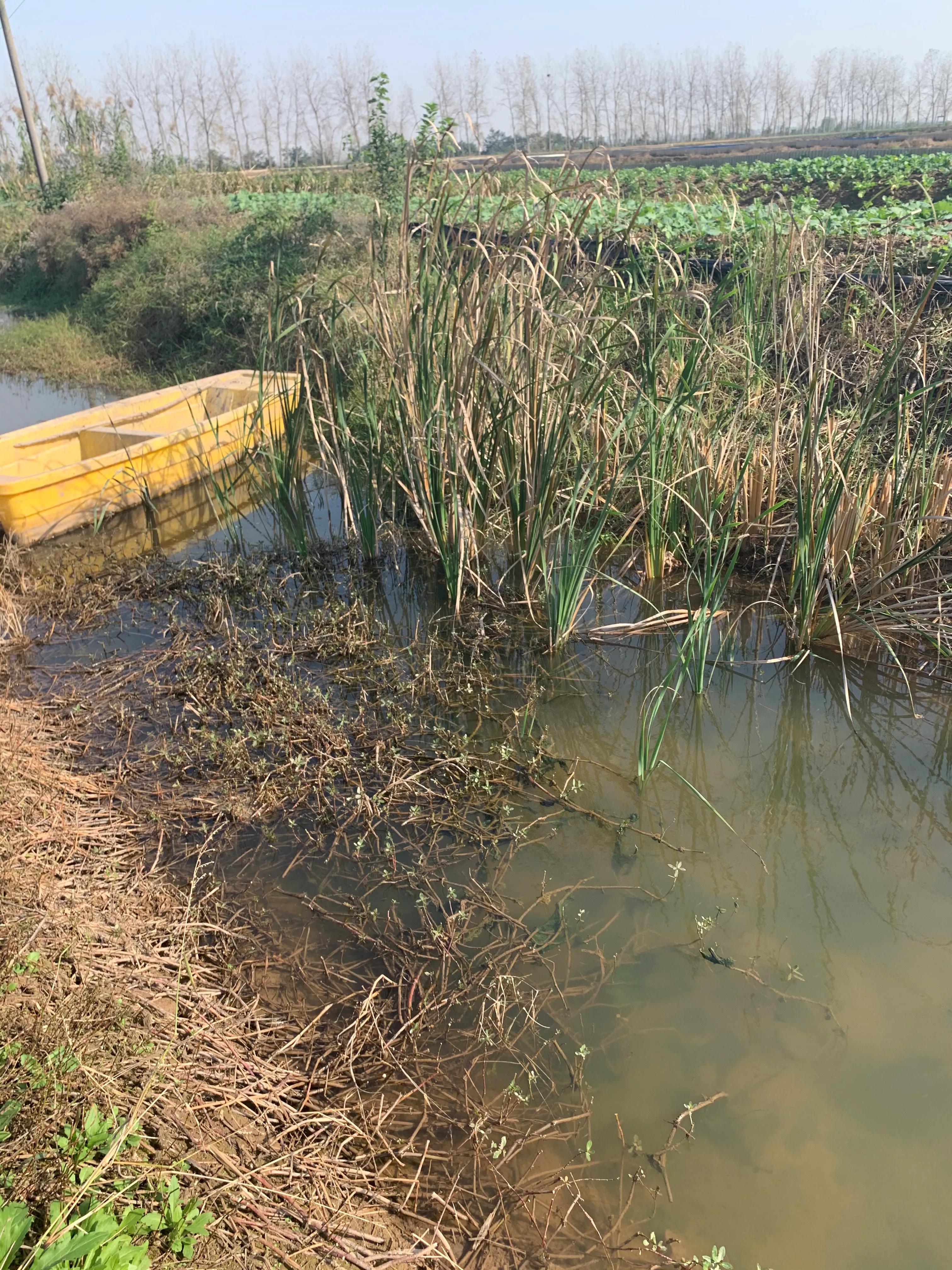 辟谣：谨防虾苗出洞死亡？投食之前先清理环沟里面老化挂脏的水草
