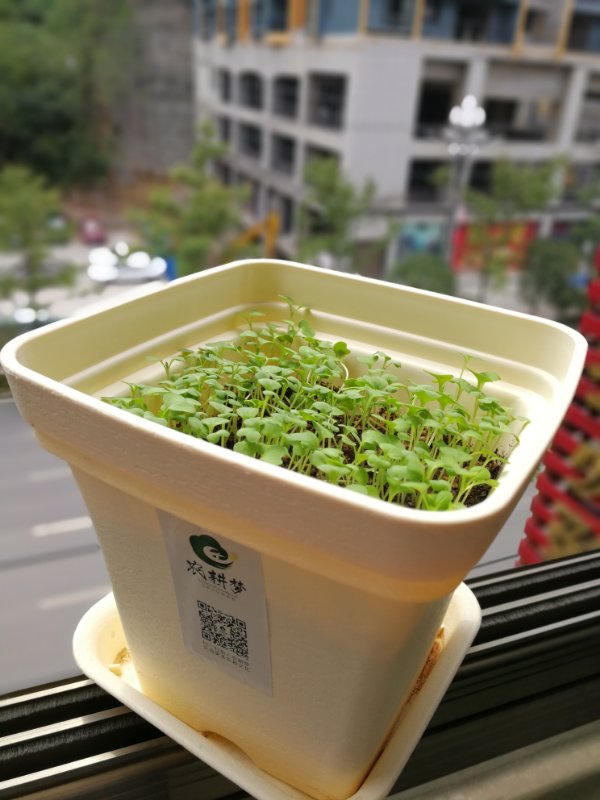 了不起的农耕——冬至富有生活意味的阳台种植