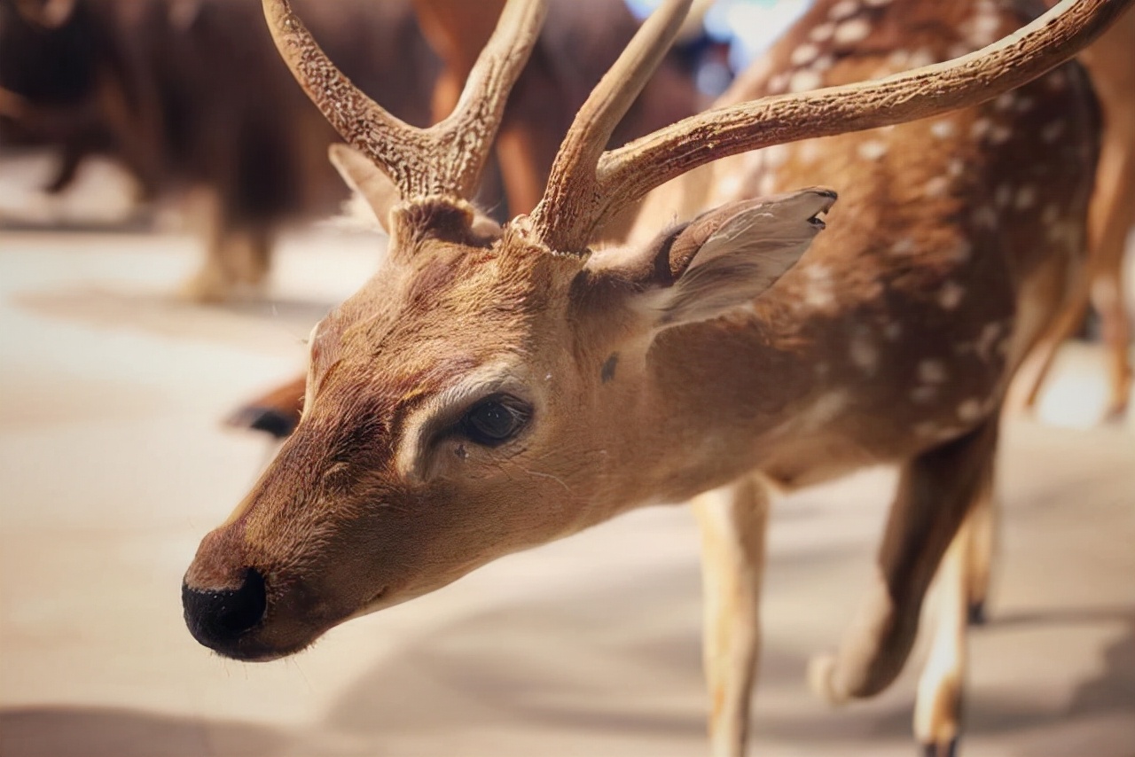 鹿角自然脱落是鹿茸吗,鹿角会自然脱落为什么还要割鹿角