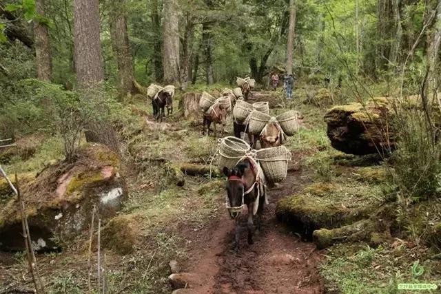 鍏板潽鍗拌薄,鍏板潽涔″湡鍗拌薄