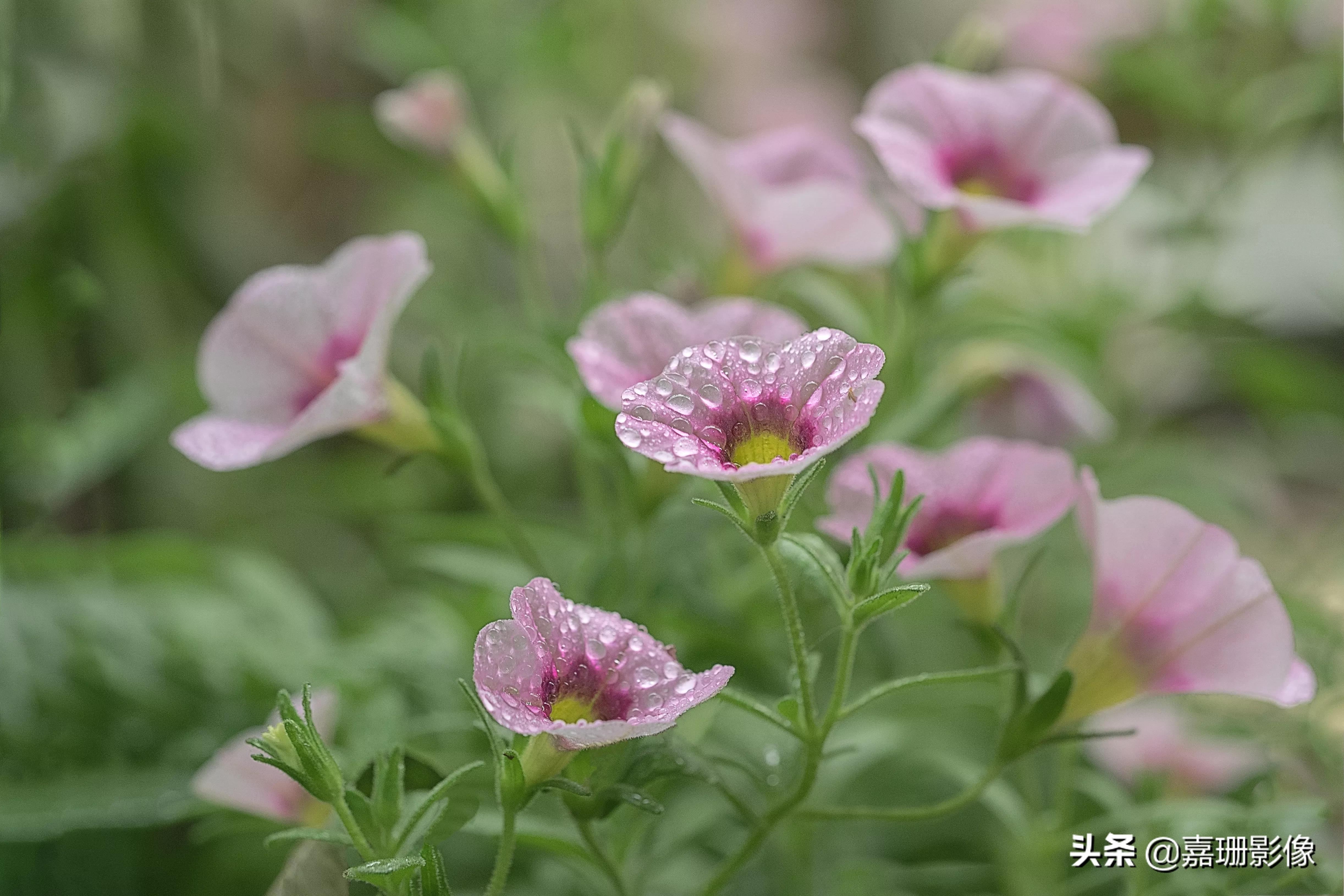 看看花容，听听花语2020年我镜头里的百种花卉