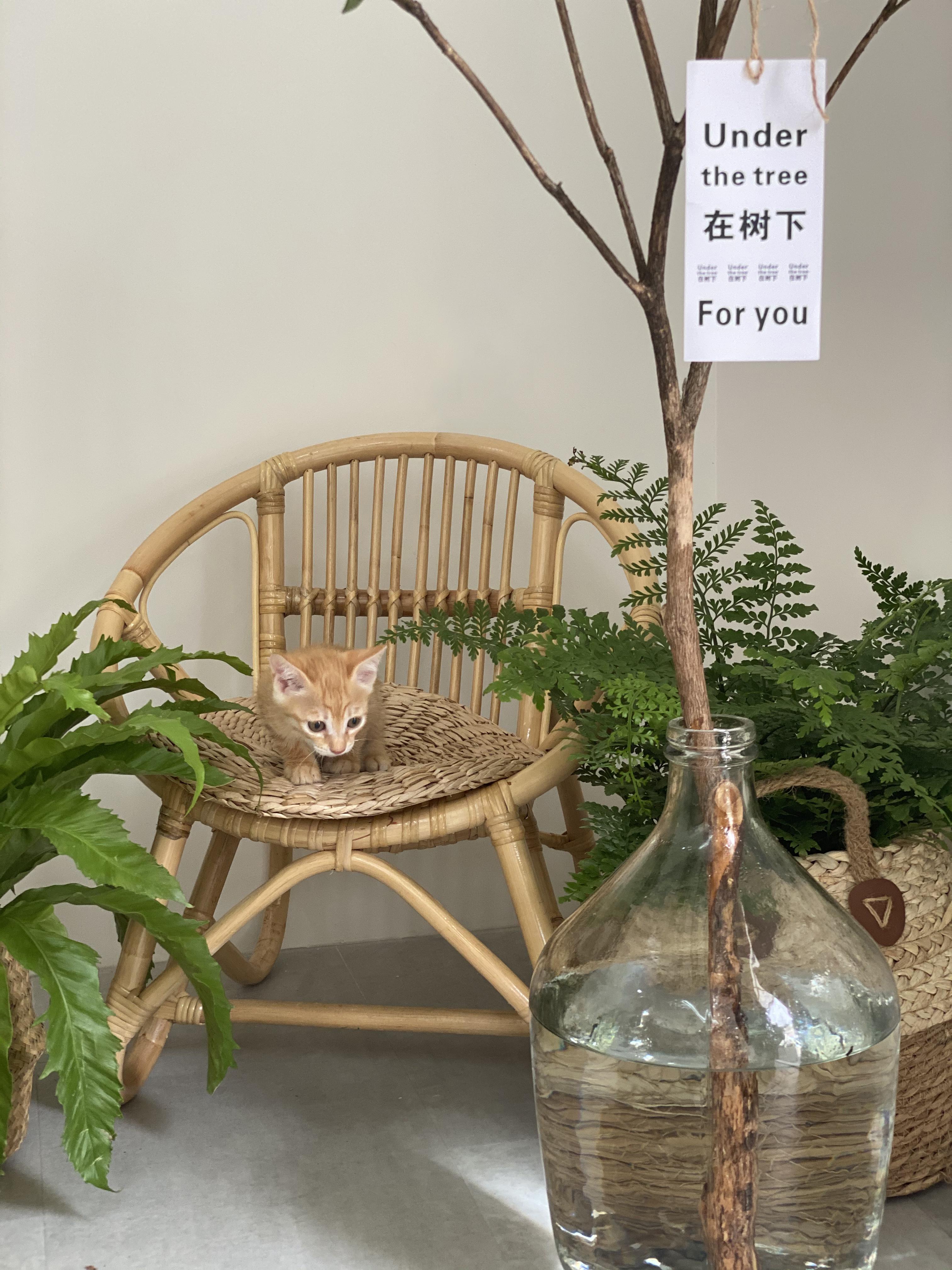 花店网红深圳,深圳网红花店仪式感