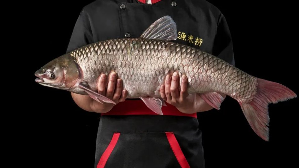 广州好吃的脆肉鲩鱼火锅,顺德人不多的鱼生