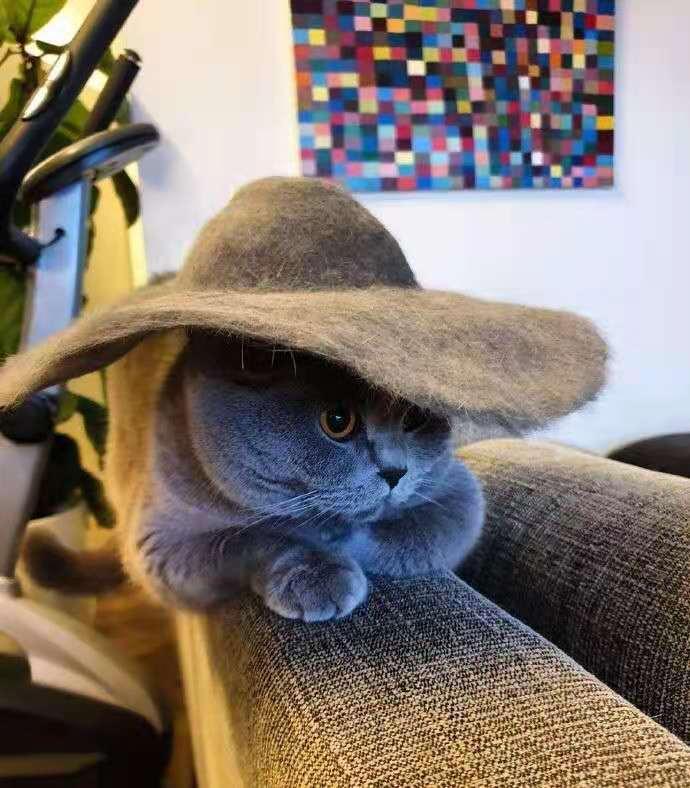 在路上捡回来的流浪猫给它洗澡,救助的流浪猫生病自己无能为力