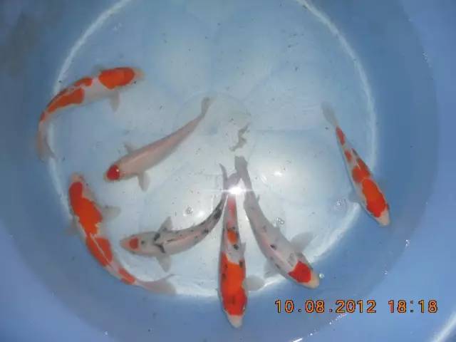 湖南最好的锦鲤养殖基地,湘潭锦鲤养殖