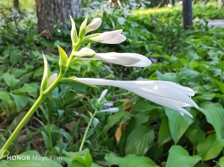 荣耀magic3pro王者荣耀画质,荣耀magic3pro用户真实评测