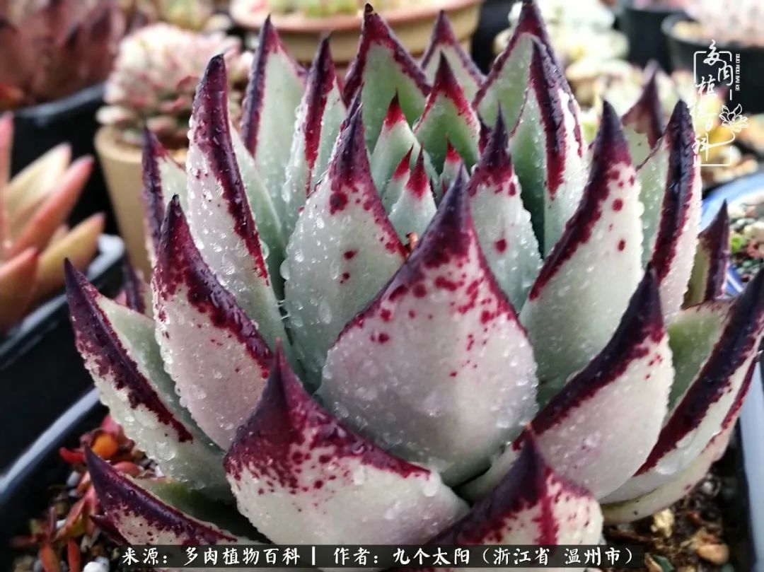 景天、球和龙舌兰，只要是多肉，都喜爱