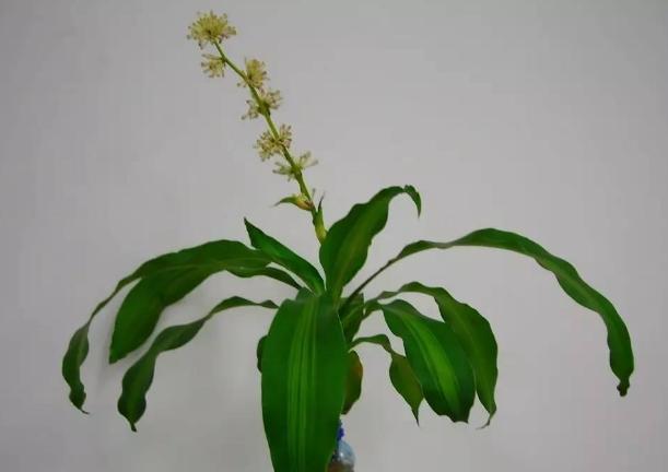 养花水多了烂根怎么办,水培养花水浑浊可以吗