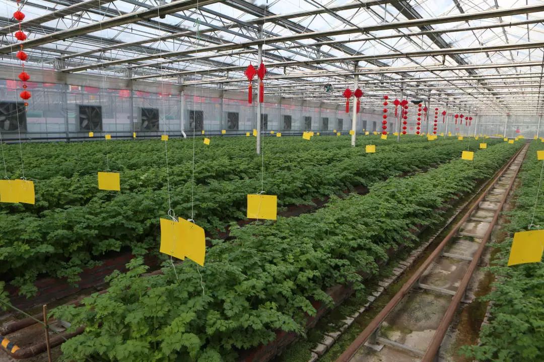 玩转第十八届长春农博会,2019长春冬季农博会票价