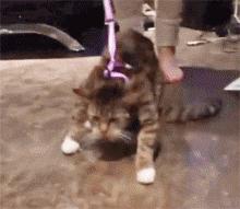 猫咪也要常晒太阳,猫咪也要瑜伽晨练吗