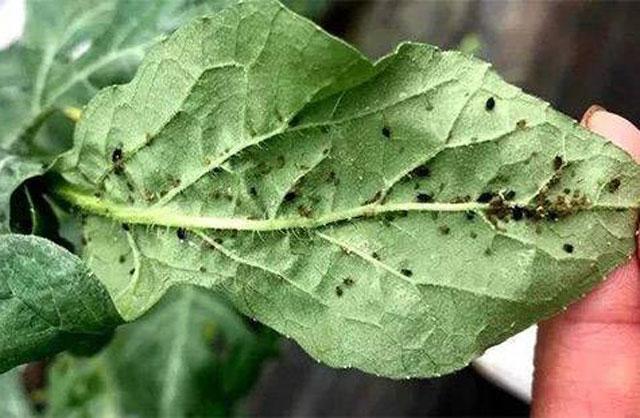 西瓜蚜虫用什么特效药防治,防治西瓜蚜虫的特效药有哪些