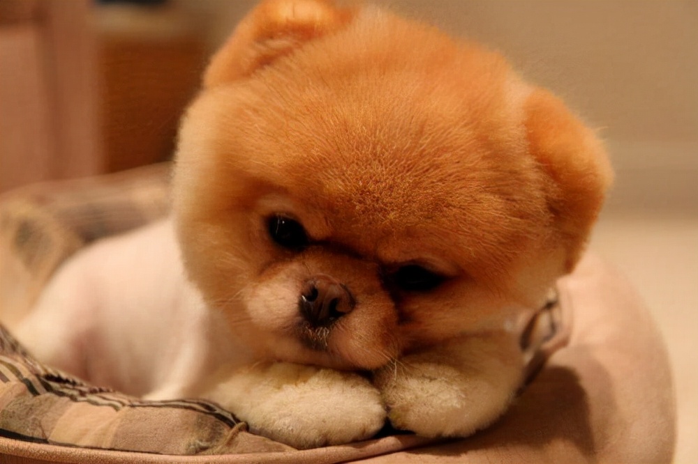 聪明又不掉毛无体味好打理的狗狗,狗狗从小怎样训练让它更聪明