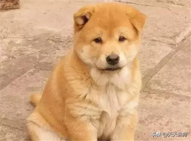 土狗有虫子怎么养,土狗养什么最旺