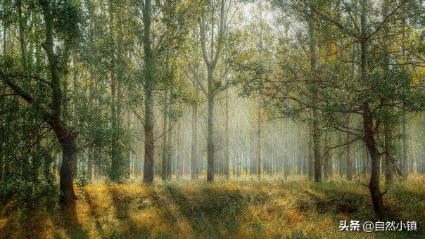 占用林地多少亩怎么处理,占用林地建房处罚标准细则