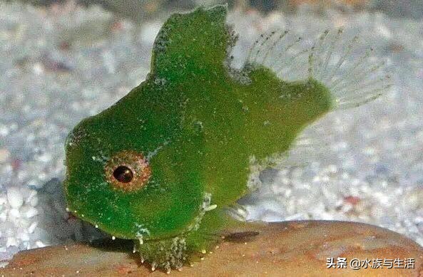 深海最萌的鱼有多萌,最萌最小海水观赏鱼