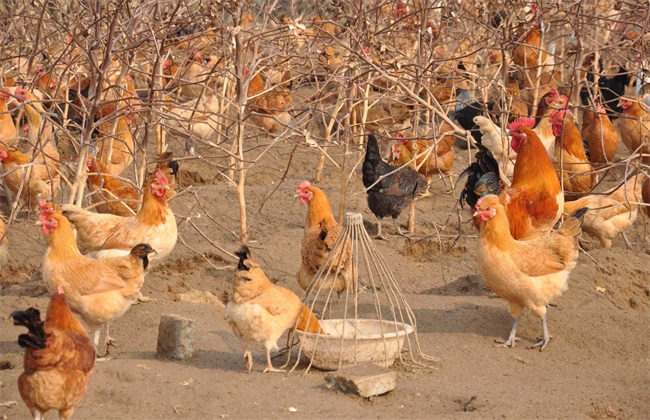 肉鸡养殖现状及发展趋势,肉鸡养殖全过程