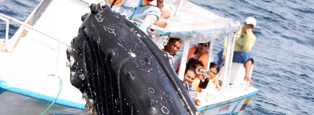 白本护照出境法国旅游免签吗,白本护照旅游去哪个国家比较好