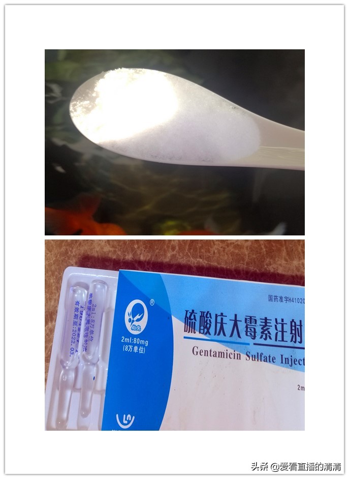 家里面养几条小金鱼好,家里养小金鱼几条最合适