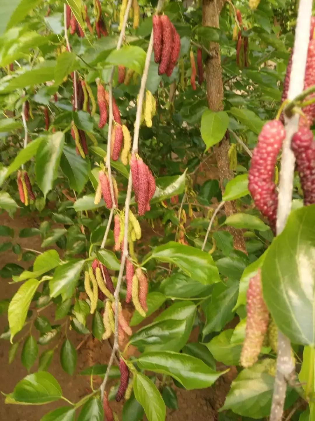 果桑之王——超级长果桑项目