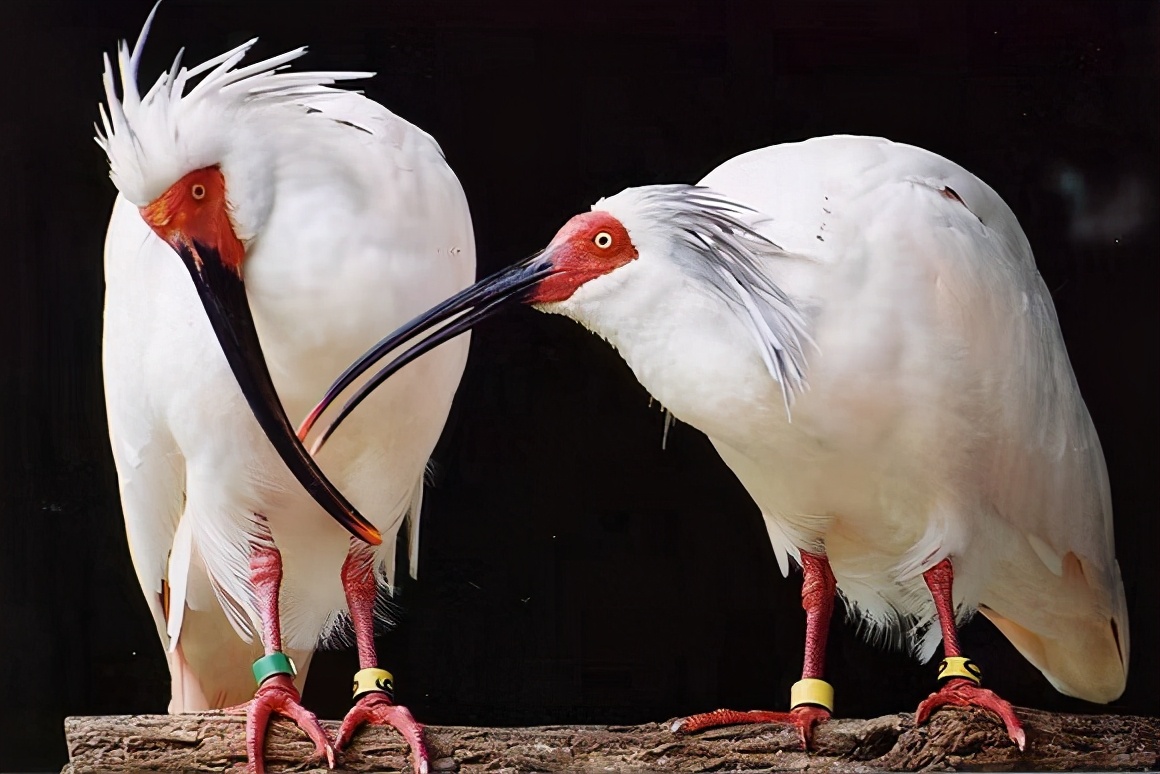 大自然的神奇朱鹮,国宝朱鹮让世界瞩目的东方宝石