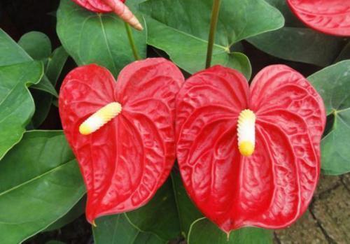 红掌花朵萎蔫的原因,红掌刚出头就干枯是怎么回事