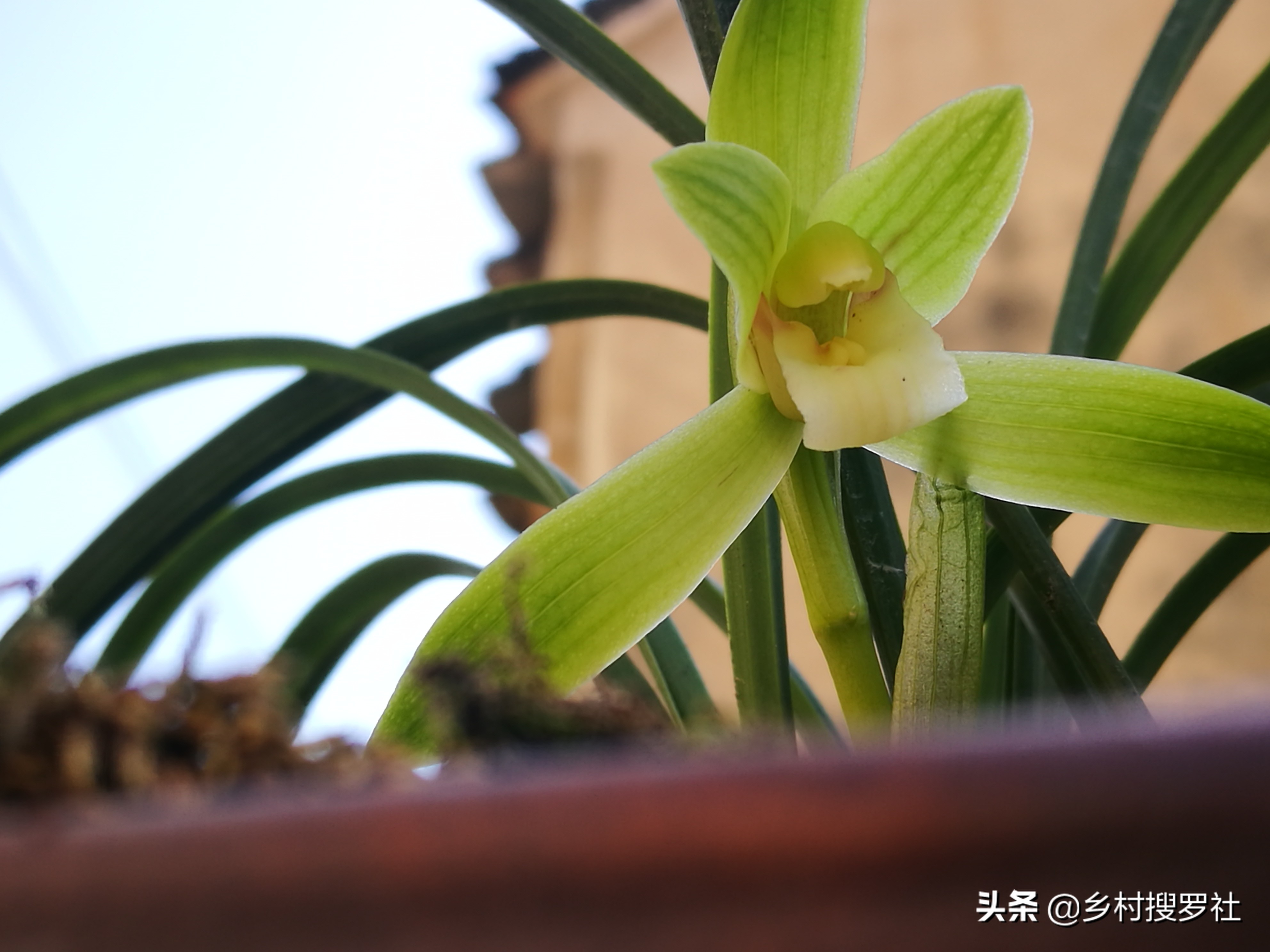 疫情期间怎样防花,买兰花如何防止被骗呢