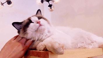 这部温情的撸猫片，让我哭得溃不成军，这是全世界猫*党**的胜利