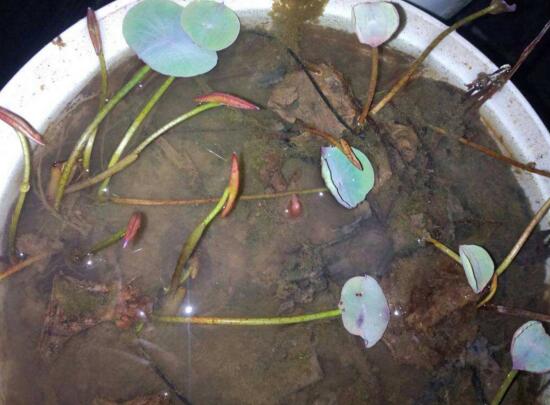 碗莲培育全过程视频,碗莲培育壮苗