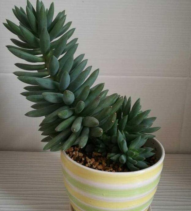 通用营养土养花专用土,蜂窝煤养花怎么处理视频