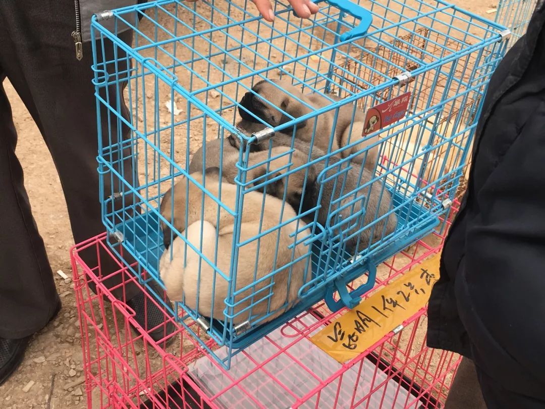 狗市幼犬售卖,狗贩子批发市场