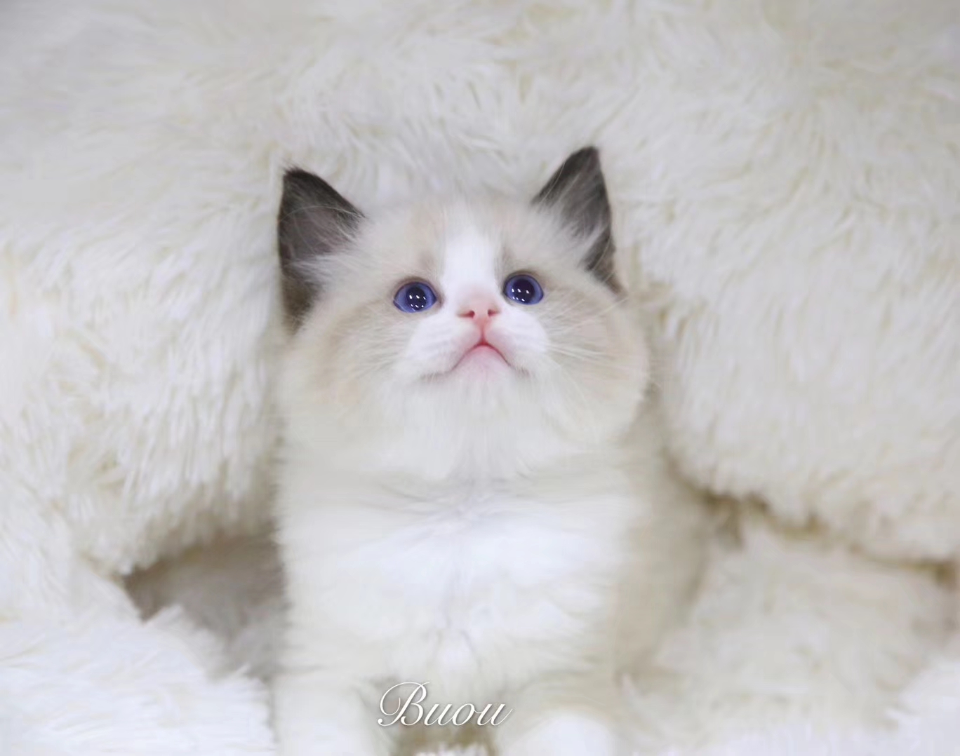 想养猫咪怎么办哪里有小猫咪,想养猫咪怎么办