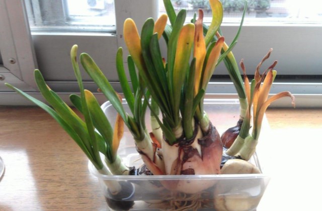 水仙花叶子发黄烂根倒伏怎么办,水仙花叶子发黄种球腐烂怎么救活
