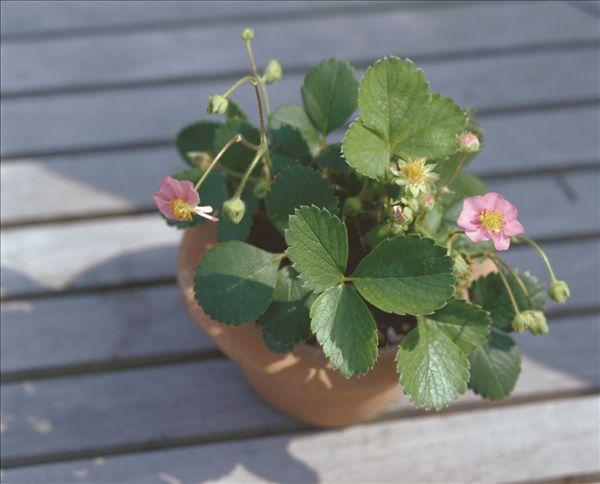 盆栽草莓叶子边缘干枯要剪掉吗,草莓叶子边缘干枯有什么办法补救