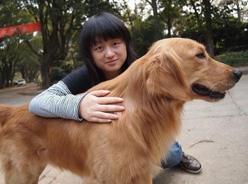 金毛犬真的好养吗?不要被那些“谎言”骗了,盘点它的6大缺点