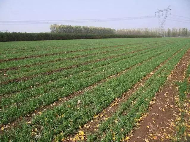 今年种小麦还需拌药吗,今年种小麦用什么药