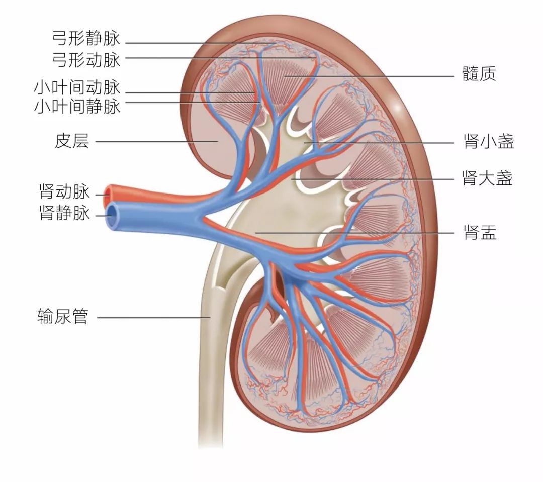 MYAO猫病特辑|慢性肾病