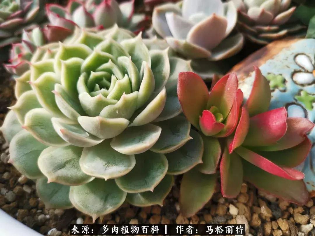 北方阳台多肉怎么过冬,北方阳台多肉