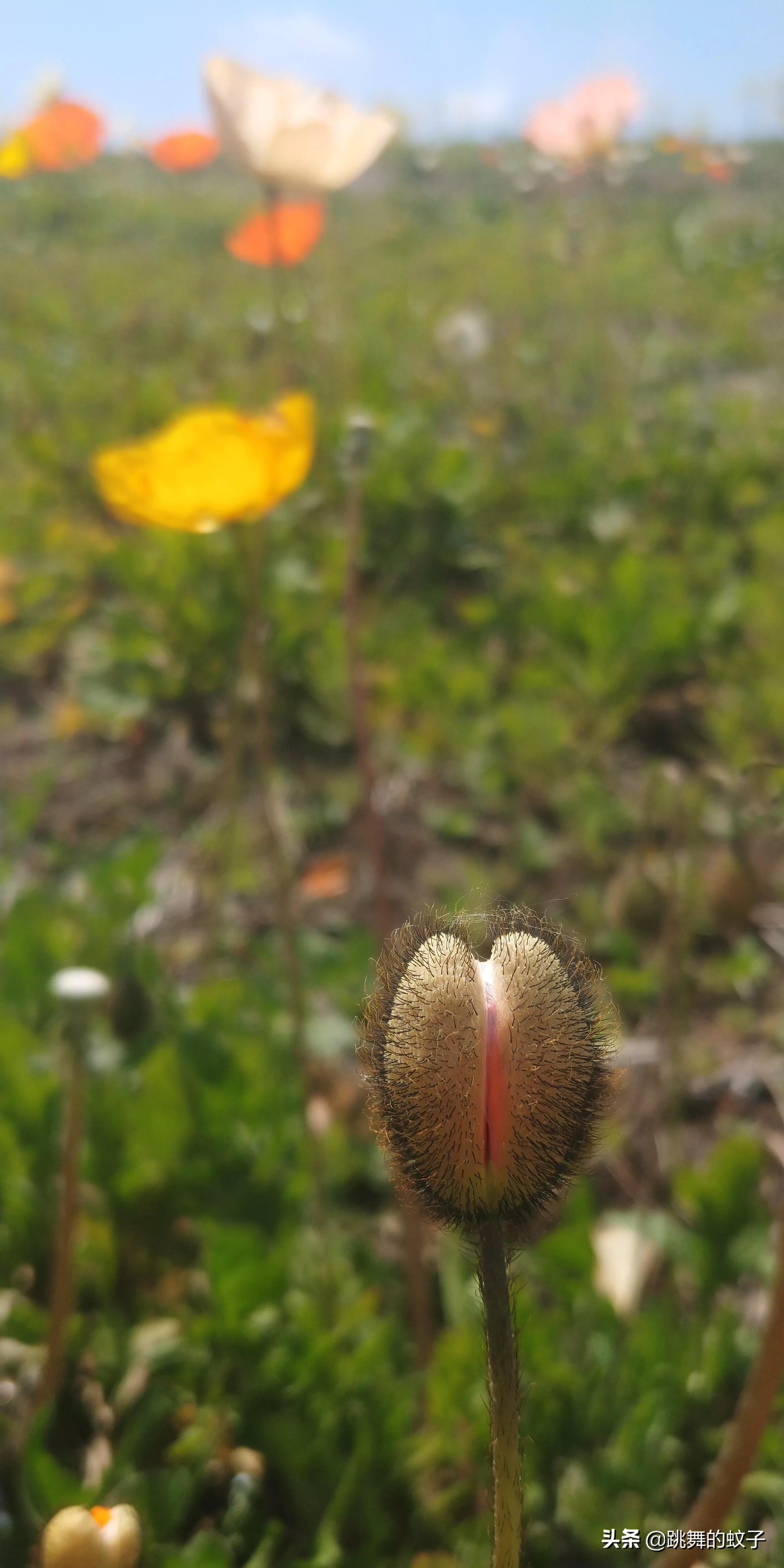 京郊公园,京郊公园门票