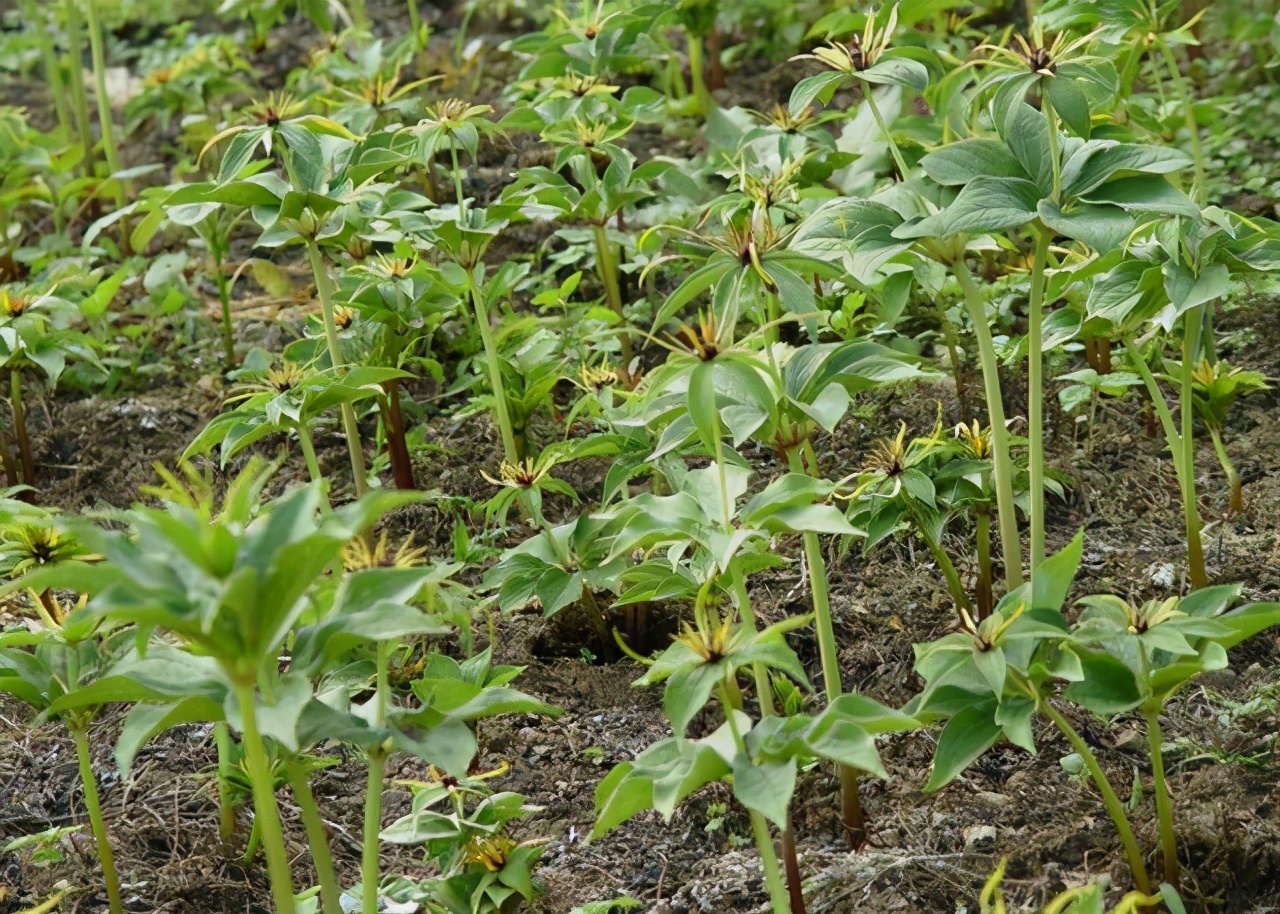 蛇草价格1公斤多少钱,农村十大蛇草