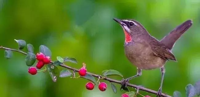 鸟上火吃什么药,鸟严重上火怎么降火