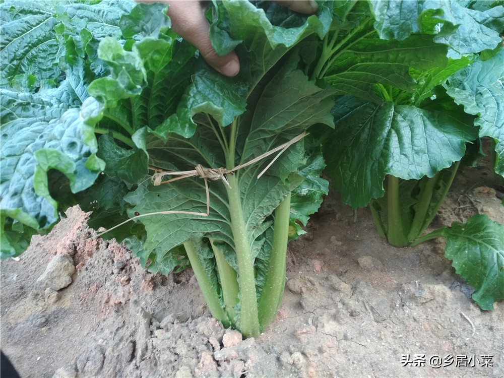 夏季种菜总是刮大风怎么办,刮台风对菜地有什么影响