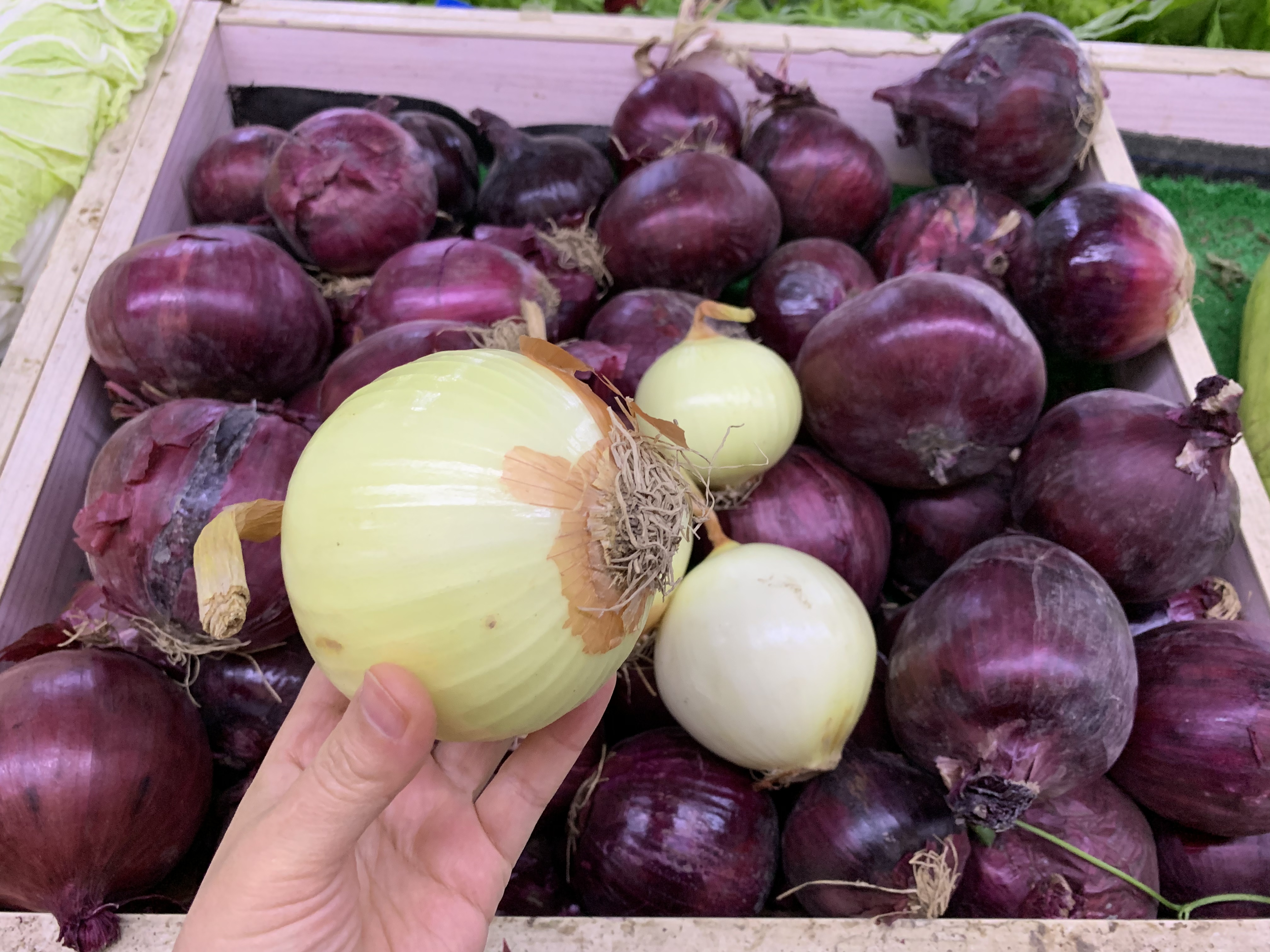 白皮洋葱与紫皮洋葱营养有区别吗,白皮洋葱和紫皮洋葱的区别